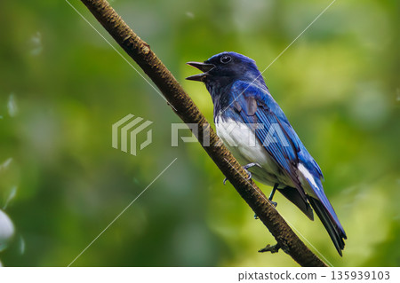 A blue-and-white flycatcher bathing in water. The blue bird of happiness. A watering hole in Ohora, Fujiyoshida City, Yamanashi Prefecture - 2025. A watering hole in the villa area of Lake Yamanaka. A blue-and-white flycatcher bathing in water. The blue bird of happiness. A watering hole in Ohora, Fujiyoshida City, Yamanashi Prefecture - 2025. A watering hole in the villa area of Lake Yamanaka. 135939103