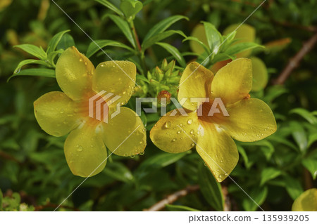 Yellow Allamanda flowBeautiful yellow Allamanda flower with water drop in rainy days in the gardener with water drop in rainy days Yellow Allamanda flowBeautiful yellow Allamanda flower with water drop in rainy days in the gardener with water drop in rainy days 135939205