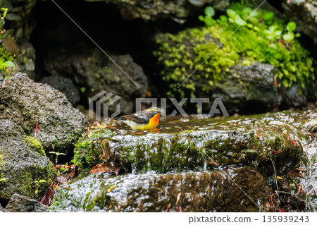 一隻水仙鶲在水中沐浴。位於山梨縣富士吉田市大空町的水塘-2025年。山中湖畔別墅區的水塘。從懸崖上可以欣賞到美麗的景色。 一隻水仙鶲在水中沐浴。位於山梨縣富士吉田市大空町的水塘-2025年。山中湖畔別墅區的水塘。從懸崖上可以欣賞到美麗的景色。 135939243