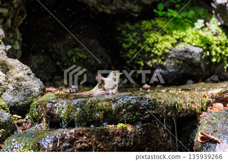 A Narcissus flycatcher bathing in water. A watering hole in Ohora, Fujiyoshida City, Yamanashi Prefecture - 2025. A watering hole in a villa area on Lake Yamanaka. A beautiful view from the cliff. 135939266