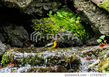 A Narcissus flycatcher bathing in water. A watering hole in Ohora, Fujiyoshida City, Yamanashi Prefecture - 2025. A watering hole in a villa area on Lake Yamanaka. A beautiful view from the cliff. A Narcissus flycatcher bathing in water. A watering hole in Ohora, Fujiyoshida City, Yamanashi Prefecture - 2025. A watering hole in a villa area on Lake Yamanaka. A beautiful view from the cliff. 135939277
