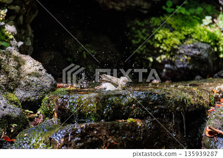 A Narcissus flycatcher bathing in water. A watering hole in Ohora, Fujiyoshida City, Yamanashi Prefecture - 2025. A watering hole in a villa area on Lake Yamanaka. A beautiful view from the cliff. A Narcissus flycatcher bathing in water. A watering hole in Ohora, Fujiyoshida City, Yamanashi Prefecture - 2025. A watering hole in a villa area on Lake Yamanaka. A beautiful view from the cliff. 135939287