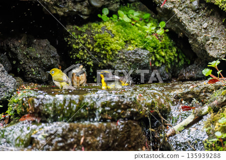 一隻水仙鶲在水中沐浴。位於山梨縣富士吉田市大空町的水塘－2025年。山中湖畔別墅區的水塘。從懸崖上可以欣賞到美麗的景色。 135939288