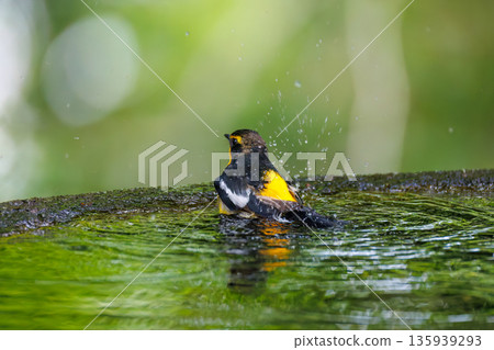 A Narcissus flycatcher bathing in water. A watering hole in Ohora, Fujiyoshida City, Yamanashi Prefecture - 2025. A watering hole in a villa area on Lake Yamanaka. A beautiful view from the cliff. A Narcissus flycatcher bathing in water. A watering hole in Ohora, Fujiyoshida City, Yamanashi Prefecture - 2025. A watering hole in a villa area on Lake Yamanaka. A beautiful view from the cliff. 135939293