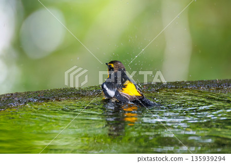 A Narcissus flycatcher bathing in water. A watering hole in Ohora, Fujiyoshida City, Yamanashi Prefecture - 2025. A watering hole in a villa area on Lake Yamanaka. A beautiful view from the cliff. A Narcissus flycatcher bathing in water. A watering hole in Ohora, Fujiyoshida City, Yamanashi Prefecture - 2025. A watering hole in a villa area on Lake Yamanaka. A beautiful view from the cliff. 135939294