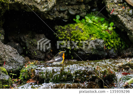A Narcissus flycatcher bathing in water. A watering hole in Ohora, Fujiyoshida City, Yamanashi Prefecture - 2025. A watering hole in a villa area on Lake Yamanaka. A beautiful view from the cliff. 135939296