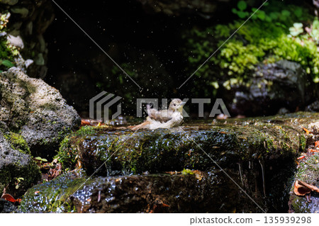 一隻水仙鶲在水中沐浴。位於山梨縣富士吉田市大空町的水塘－2025年。山中湖畔別墅區的水塘。從懸崖上可以欣賞到美麗的景色。 135939298