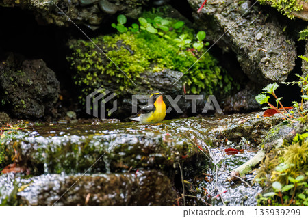 一隻水仙鶲在水中沐浴。位於山梨縣富士吉田市大空町的水塘－2025年。山中湖畔別墅區的水塘。從懸崖上可以欣賞到美麗的景色。 135939299