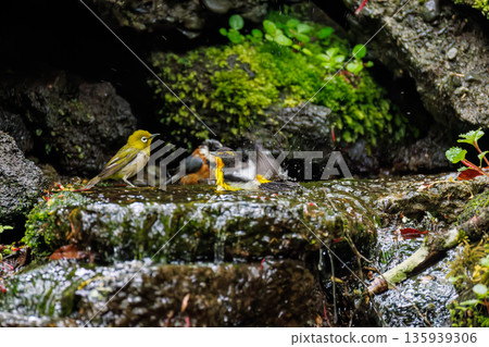 A Narcissus flycatcher bathing in water. A watering hole in Ohora, Fujiyoshida City, Yamanashi Prefecture - 2025. A watering hole in a villa area on Lake Yamanaka. A beautiful view from the cliff. A Narcissus flycatcher bathing in water. A watering hole in Ohora, Fujiyoshida City, Yamanashi Prefecture - 2025. A watering hole in a villa area on Lake Yamanaka. A beautiful view from the cliff. 135939306