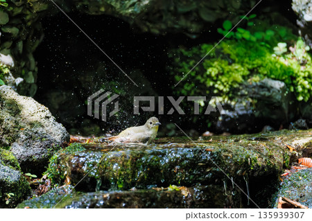 A Narcissus flycatcher bathing in water. A watering hole in Ohora, Fujiyoshida City, Yamanashi Prefecture - 2025. A watering hole in a villa area on Lake Yamanaka. A beautiful view from the cliff. A Narcissus flycatcher bathing in water. A watering hole in Ohora, Fujiyoshida City, Yamanashi Prefecture - 2025. A watering hole in a villa area on Lake Yamanaka. A beautiful view from the cliff. 135939307