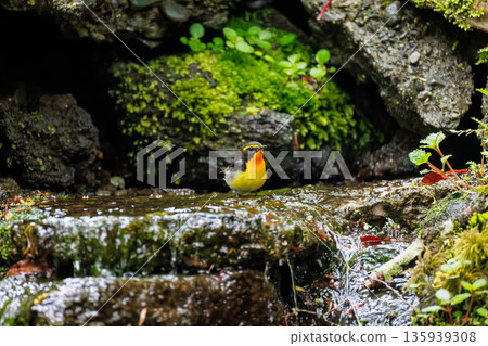 A Narcissus flycatcher bathing in water. A watering hole in Ohora, Fujiyoshida City, Yamanashi Prefecture - 2025. A watering hole in a villa area on Lake Yamanaka. A beautiful view from the cliff. 135939308