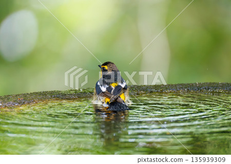 A Narcissus flycatcher bathing in water. A watering hole in Ohora, Fujiyoshida City, Yamanashi Prefecture - 2025. A watering hole in a villa area on Lake Yamanaka. A beautiful view from the cliff. A Narcissus flycatcher bathing in water. A watering hole in Ohora, Fujiyoshida City, Yamanashi Prefecture - 2025. A watering hole in a villa area on Lake Yamanaka. A beautiful view from the cliff. 135939309