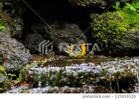 A Narcissus flycatcher bathing in water. A watering hole in Ohora, Fujiyoshida City, Yamanashi Prefecture - 2025. A watering hole in a villa area on Lake Yamanaka. A beautiful view from the cliff. A Narcissus flycatcher bathing in water. A watering hole in Ohora, Fujiyoshida City, Yamanashi Prefecture - 2025. A watering hole in a villa area on Lake Yamanaka. A beautiful view from the cliff. 135939320