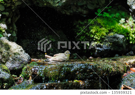 A Narcissus flycatcher bathing in water. A watering hole in Ohora, Fujiyoshida City, Yamanashi Prefecture - 2025. A watering hole in a villa area on Lake Yamanaka. A beautiful view from the cliff. 135939321