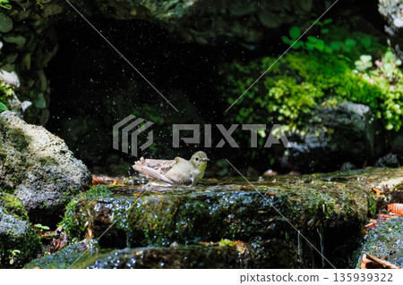 A Narcissus flycatcher bathing in water. A watering hole in Ohora, Fujiyoshida City, Yamanashi Prefecture - 2025. A watering hole in a villa area on Lake Yamanaka. A beautiful view from the cliff. 135939322