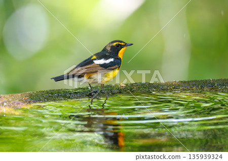 一隻水仙鶲在水中沐浴。位於山梨縣富士吉田市大空町的水塘－2025年。山中湖畔別墅區的水塘。從懸崖上可以欣賞到美麗的景色。 135939324