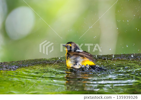 A Narcissus flycatcher bathing in water. A watering hole in Ohora, Fujiyoshida City, Yamanashi Prefecture - 2025. A watering hole in a villa area on Lake Yamanaka. A beautiful view from the cliff. A Narcissus flycatcher bathing in water. A watering hole in Ohora, Fujiyoshida City, Yamanashi Prefecture - 2025. A watering hole in a villa area on Lake Yamanaka. A beautiful view from the cliff. 135939326