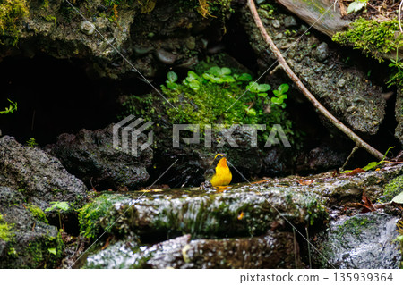 A Narcissus flycatcher bathing in water. A watering hole in Ohora, Fujiyoshida City, Yamanashi Prefecture - 2025. A watering hole in a villa area on Lake Yamanaka. A beautiful view from the cliff. A Narcissus flycatcher bathing in water. A watering hole in Ohora, Fujiyoshida City, Yamanashi Prefecture - 2025. A watering hole in a villa area on Lake Yamanaka. A beautiful view from the cliff. 135939364