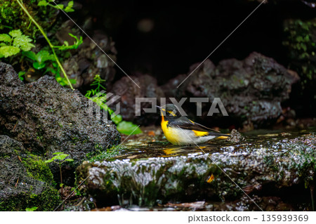 A Narcissus flycatcher bathing in water. A watering hole in Ohora, Fujiyoshida City, Yamanashi Prefecture - 2025. A watering hole in a villa area on Lake Yamanaka. A beautiful view from the cliff. 135939369