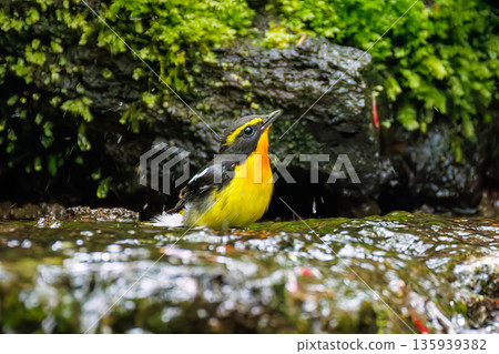 A Narcissus flycatcher bathing in water. A watering hole in Ohora, Fujiyoshida City, Yamanashi Prefecture - 2025. A watering hole in a villa area on Lake Yamanaka. A beautiful view from the cliff. A Narcissus flycatcher bathing in water. A watering hole in Ohora, Fujiyoshida City, Yamanashi Prefecture - 2025. A watering hole in a villa area on Lake Yamanaka. A beautiful view from the cliff. 135939382
