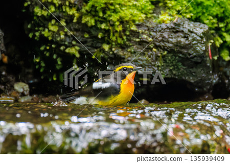 A Narcissus flycatcher bathing in water. A watering hole in Ohora, Fujiyoshida City, Yamanashi Prefecture - 2025. A watering hole in a villa area on Lake Yamanaka. A beautiful view from the cliff. 135939409