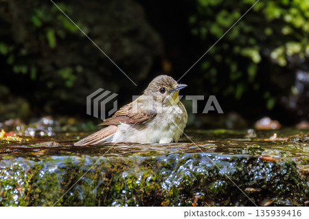 一隻水仙鶲在水中沐浴。位於山梨縣富士吉田市大空町的水塘-2025年。山中湖畔別墅區的水塘。從懸崖上可以欣賞到美麗的景色。 一隻水仙鶲在水中沐浴。位於山梨縣富士吉田市大空町的水塘-2025年。山中湖畔別墅區的水塘。從懸崖上可以欣賞到美麗的景色。 135939416