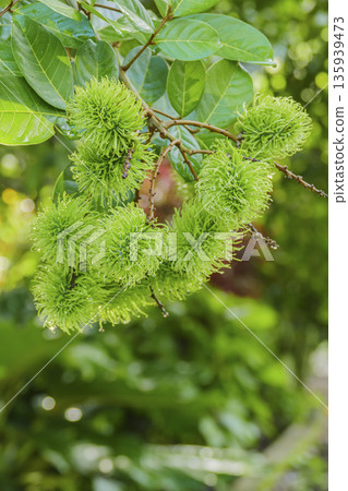 Closed up fresh bunch of vibrant green unripe rambutan fruits on tree in garden Closed up fresh bunch of vibrant green unripe rambutan fruits on tree in garden 135939473