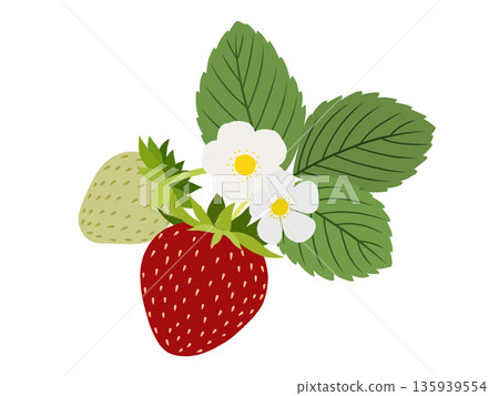 草莓原料 A-1 135939554