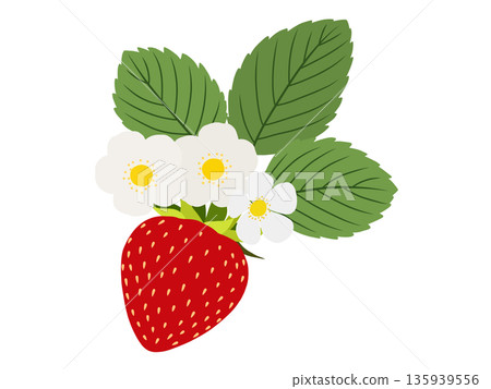 草莓材質 A-3 135939556