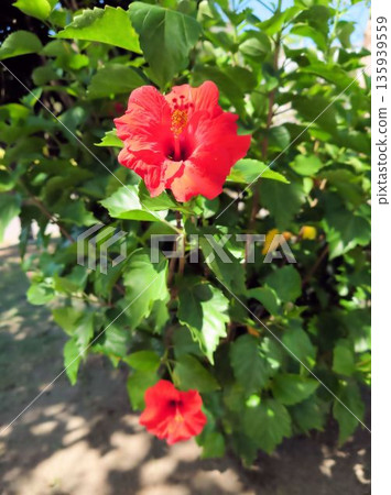 夏日景色，鮮豔的紅色木槿花與翠綠的樹葉交相輝映。 135939559