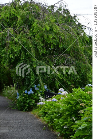 繡球花在雨中濕潤 135939587