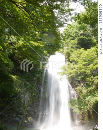 Shiraito在初夏落下 135939590