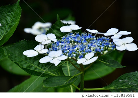 白色Hakuji繡球花 135939591