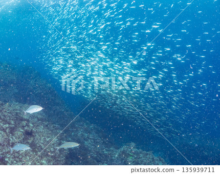 A school of amberjack attacking a large school of silver-stripe herring. Hirizohama, Minamiizu Town, Nakagi, Izu Peninsula, Shizuoka Prefecture - 2025 One of Japan's leading fishing spots A school of amberjack attacking a large school of silver-stripe herring. Hirizohama, Minamiizu Town, Nakagi, Izu Peninsula, Shizuoka Prefecture - 2025 One of Japan's leading fishing spots 135939711