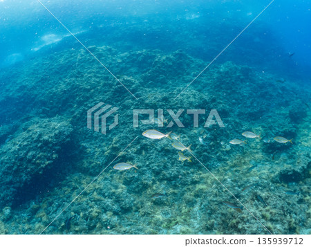 一群琥珀魚正在攻擊一大群銀帶鯡魚。日本靜岡縣伊豆半島中城南伊豆町平藏濱 - 2025 日本著名釣魚勝地之一 135939712