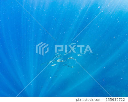 A school of amberjack attacking a large school of silver-stripe herring. Hirizohama, Minamiizu Town, Nakagi, Izu Peninsula, Shizuoka Prefecture - 2025 One of Japan's leading fishing spots 135939722