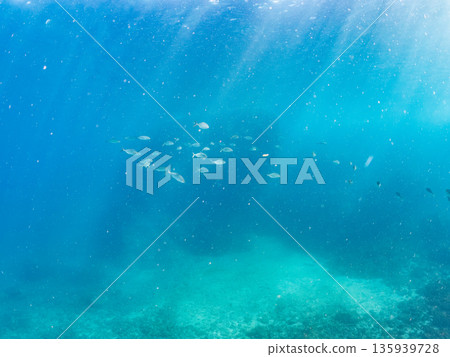 A school of amberjack attacking a large school of silver-stripe herring. Hirizohama, Minamiizu Town, Nakagi, Izu Peninsula, Shizuoka Prefecture - 2025 One of Japan's leading fishing spots 135939728