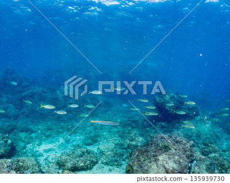 A school of amberjack attacking a large school of silver-stripe herring. Hirizohama, Minamiizu Town, Nakagi, Izu Peninsula, Shizuoka Prefecture - 2025 One of Japan's leading fishing spots 135939730