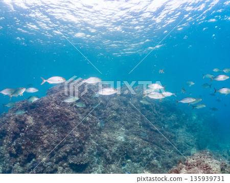 A school of amberjack attacking a large school of silver-stripe herring. Hirizohama, Minamiizu Town, Nakagi, Izu Peninsula, Shizuoka Prefecture - 2025 One of Japan's leading fishing spots 135939731
