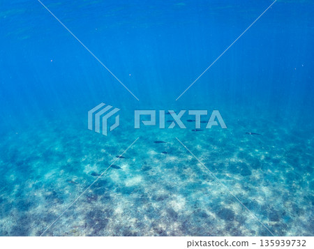 A school of amberjack attacking a large school of silver-stripe herring. Hirizohama, Minamiizu Town, Nakagi, Izu Peninsula, Shizuoka Prefecture - 2025 One of Japan's leading fishing spots 135939732