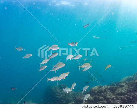 A school of amberjack attacking a large school of silver-stripe herring. Hirizohama, Minamiizu Town, Nakagi, Izu Peninsula, Shizuoka Prefecture - 2025 One of Japan's leading fishing spots 135939744