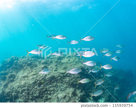 A school of amberjack attacking a large school of silver-stripe herring. Hirizohama, Minamiizu Town, Nakagi, Izu Peninsula, Shizuoka Prefecture - 2025 One of Japan's leading fishing spots 135939754