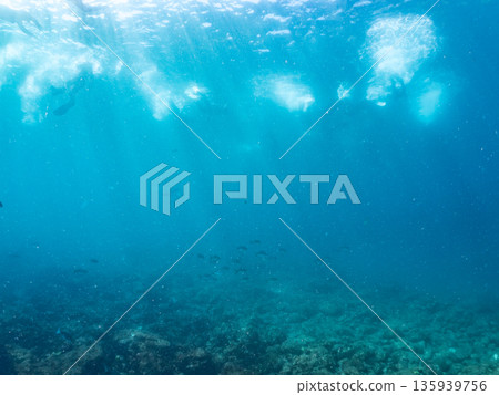 一群琥珀魚正在攻擊一大群銀帶鯡魚。日本靜岡縣伊豆半島中城南伊豆町平藏濱 - 2025 日本著名釣魚勝地之一 135939756