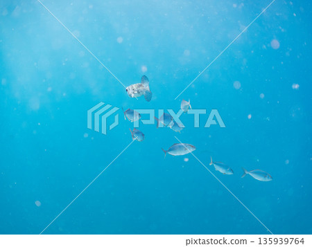 A school of amberjack attacking a large school of silver-stripe herring. Hirizohama, Minamiizu Town, Nakagi, Izu Peninsula, Shizuoka Prefecture - 2025 One of Japan's leading fishing spots 135939764