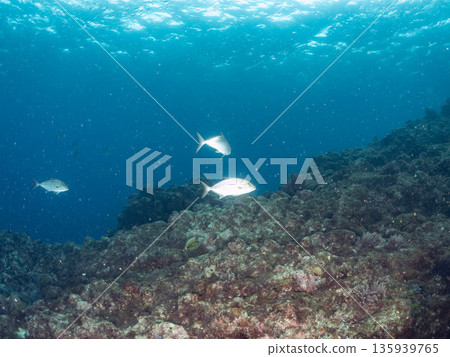 A school of amberjack attacking a large school of silver-stripe herring. Hirizohama, Minamiizu Town, Nakagi, Izu Peninsula, Shizuoka Prefecture - 2025 One of Japan's leading fishing spots 135939765