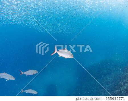 A school of amberjack attacking a large school of silver-stripe herring. Hirizohama, Minamiizu Town, Nakagi, Izu Peninsula, Shizuoka Prefecture - 2025 One of Japan's leading fishing spots A school of amberjack attacking a large school of silver-stripe herring. Hirizohama, Minamiizu Town, Nakagi, Izu Peninsula, Shizuoka Prefecture - 2025 One of Japan's leading fishing spots 135939771