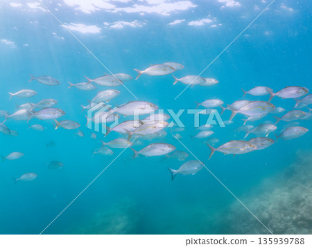A school of amberjack attacking a large school of silver-stripe herring. Hirizohama, Minamiizu Town, Nakagi, Izu Peninsula, Shizuoka Prefecture - 2025 One of Japan's leading fishing spots A school of amberjack attacking a large school of silver-stripe herring. Hirizohama, Minamiizu Town, Nakagi, Izu Peninsula, Shizuoka Prefecture - 2025 One of Japan's leading fishing spots 135939788