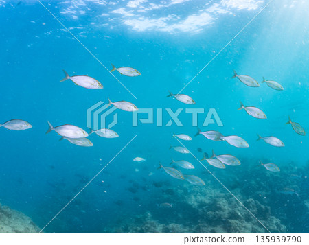 A school of amberjack attacking a large school of silver-stripe herring. Hirizohama, Minamiizu Town, Nakagi, Izu Peninsula, Shizuoka Prefecture - 2025 One of Japan's leading fishing spots A school of amberjack attacking a large school of silver-stripe herring. Hirizohama, Minamiizu Town, Nakagi, Izu Peninsula, Shizuoka Prefecture - 2025 One of Japan's leading fishing spots 135939790