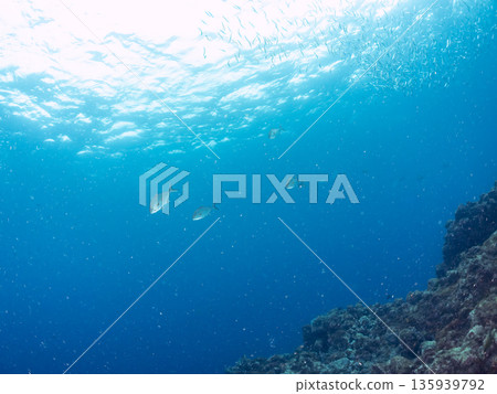A school of amberjack attacking a large school of silver-stripe herring. Hirizohama, Minamiizu Town, Nakagi, Izu Peninsula, Shizuoka Prefecture - 2025 One of Japan's leading fishing spots 135939792