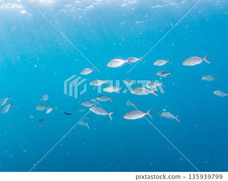 A school of amberjack attacking a large school of silver-stripe herring. Hirizohama, Minamiizu Town, Nakagi, Izu Peninsula, Shizuoka Prefecture - 2025 One of Japan's leading fishing spots A school of amberjack attacking a large school of silver-stripe herring. Hirizohama, Minamiizu Town, Nakagi, Izu Peninsula, Shizuoka Prefecture - 2025 One of Japan's leading fishing spots 135939799